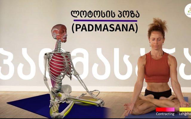 ლოტოსის პოზის ანატომია (padmāsana)
