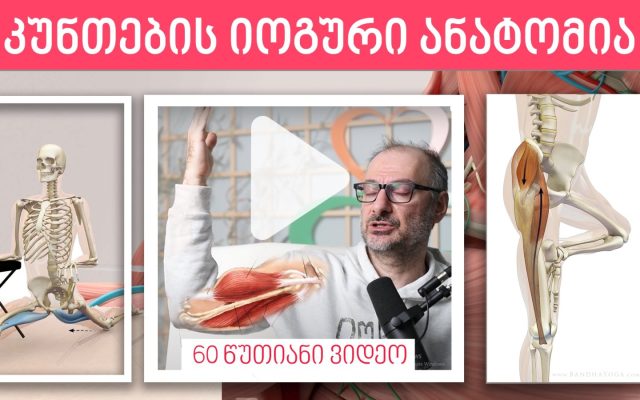 კუნთების იოგური ანატომია (ვიდეო)