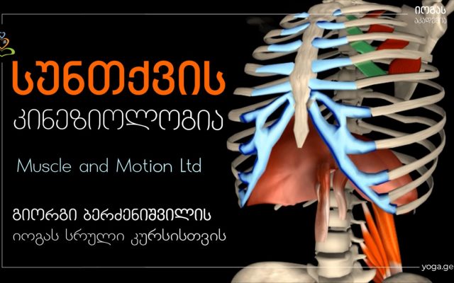 სუნთქვის კინეზიოლოგია - Kinesiology of Breath