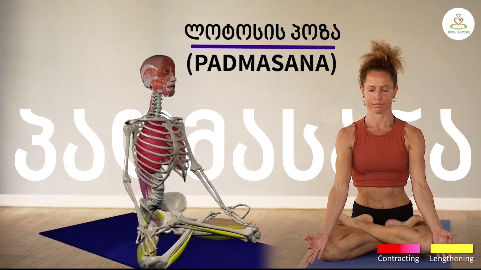 ლოტოსის პოზის ანატომია (padmāsana)